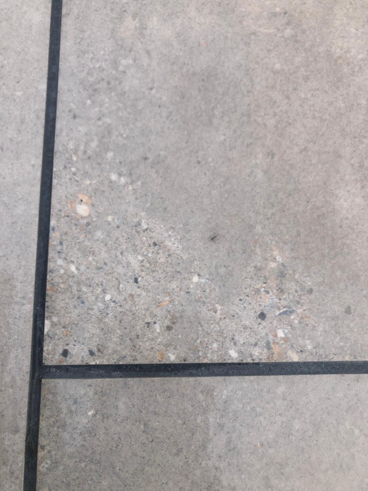 New porcelain pavers losing their ‘finish’ | DIYnot Forums