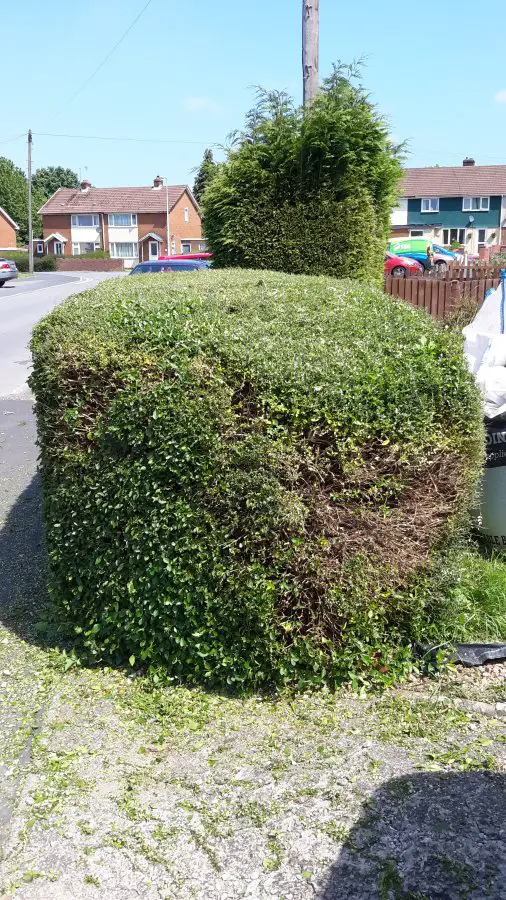 cutting-back-a-box-hedge-diynot-forums