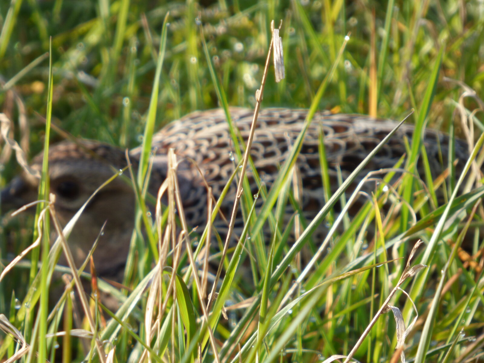 Baby Pheasant 2.JPG