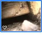 Damage to section furthest to centre of house bottom of joist.png