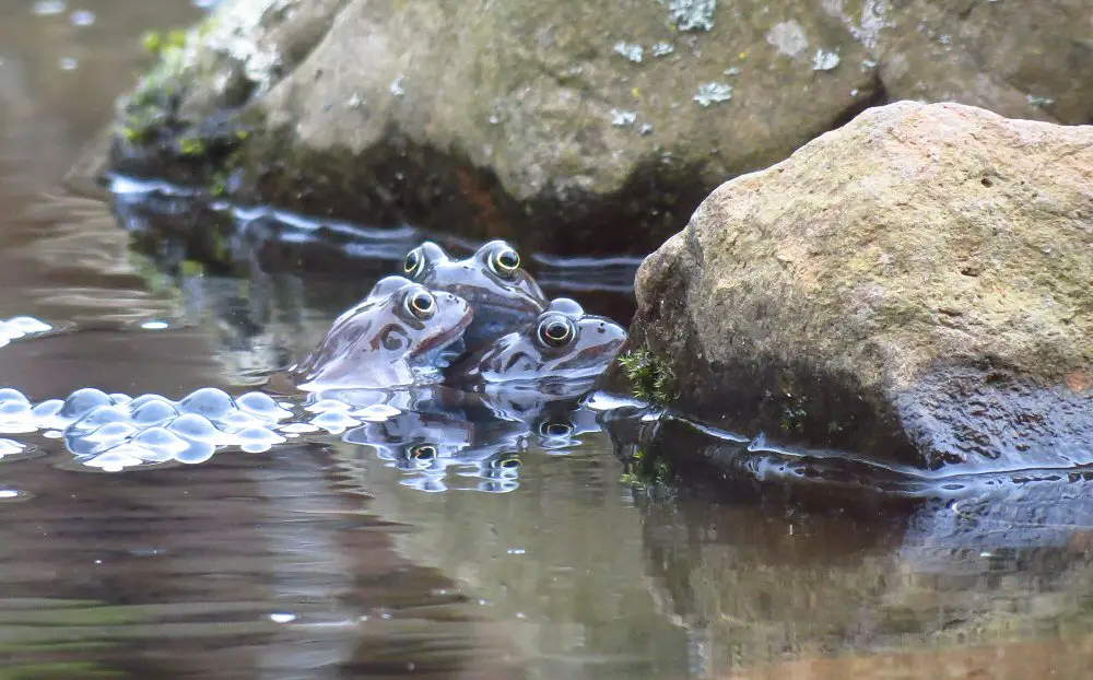 frogs2_1623.JPG