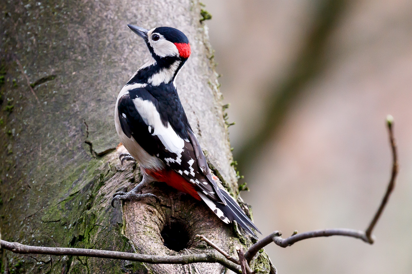 Great Spotted Woodpecker.jpg