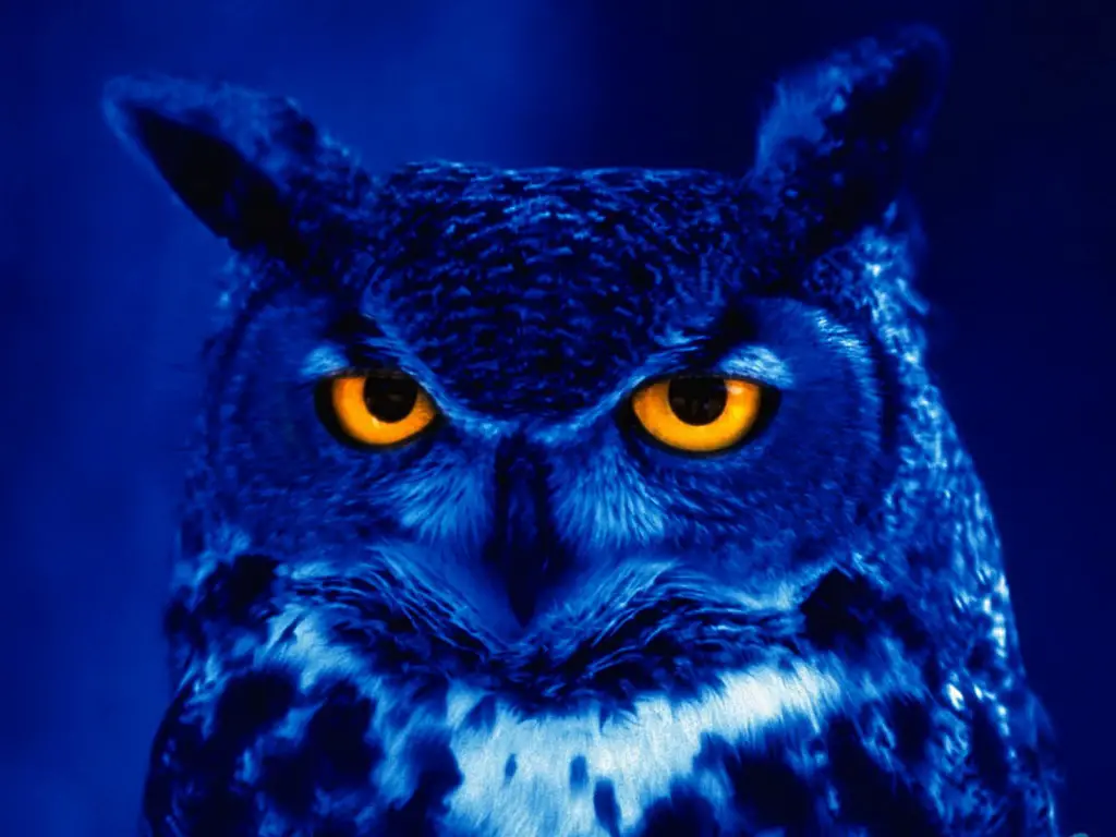 night_owl_11.jpg