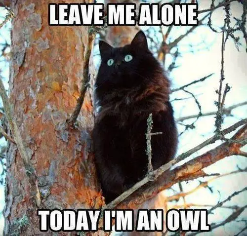 OwlCat.jpg