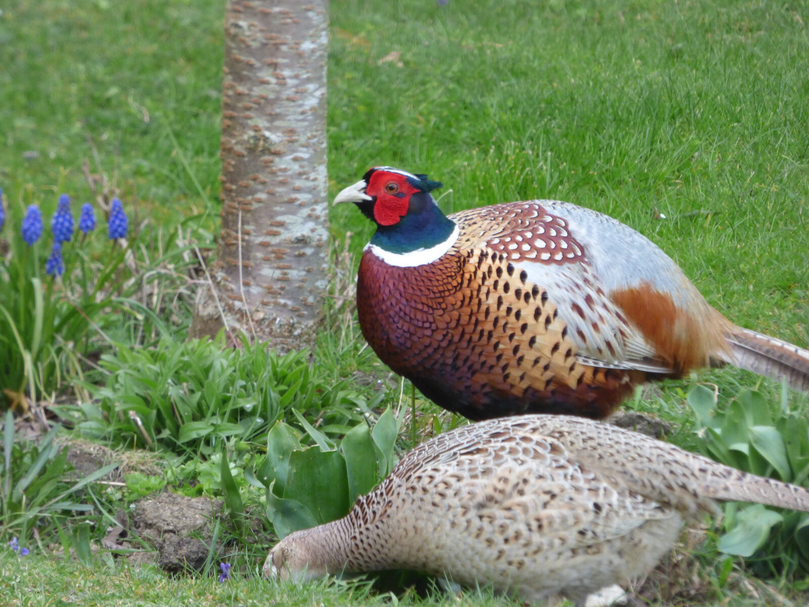 Percy guarding Penelope 1.JPG