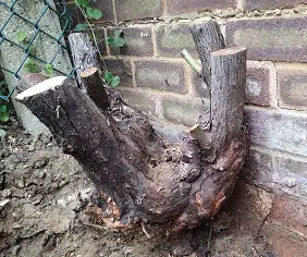 root.jpg