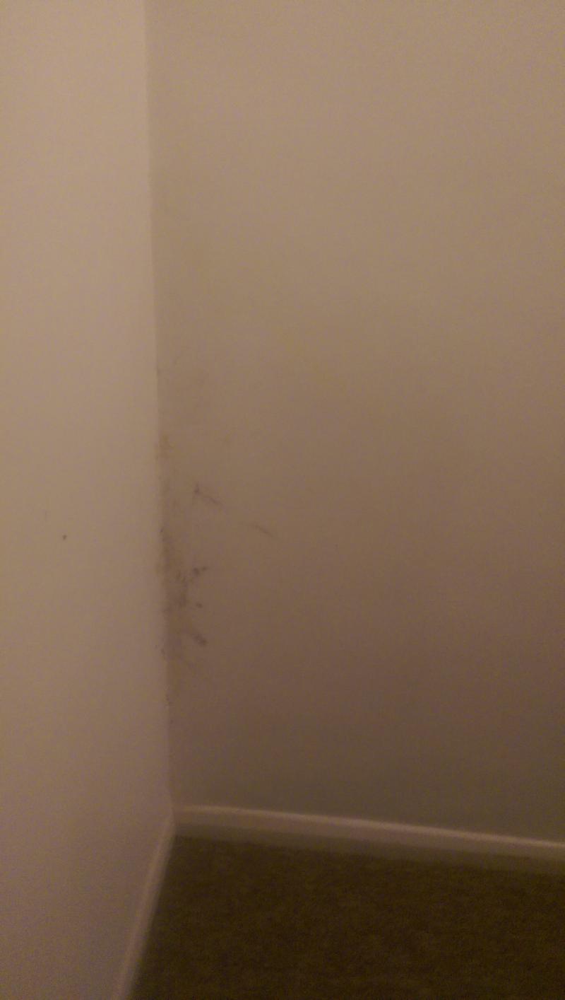 corner of staircase damp spot ,yellow mould
