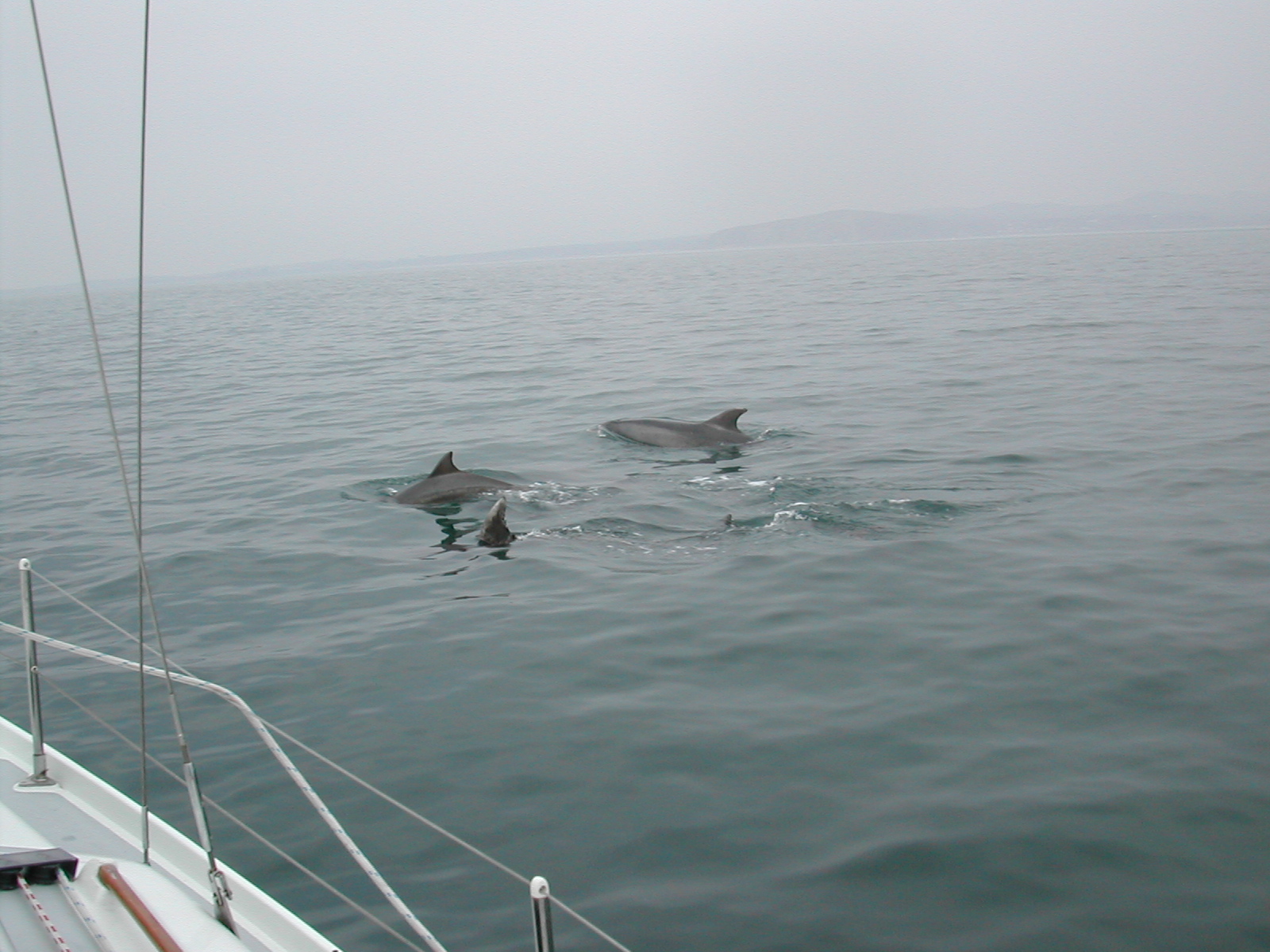 Dolphins 3 by boat.JPG