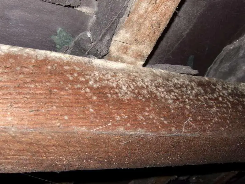 rafters mould loft damp spot diynot