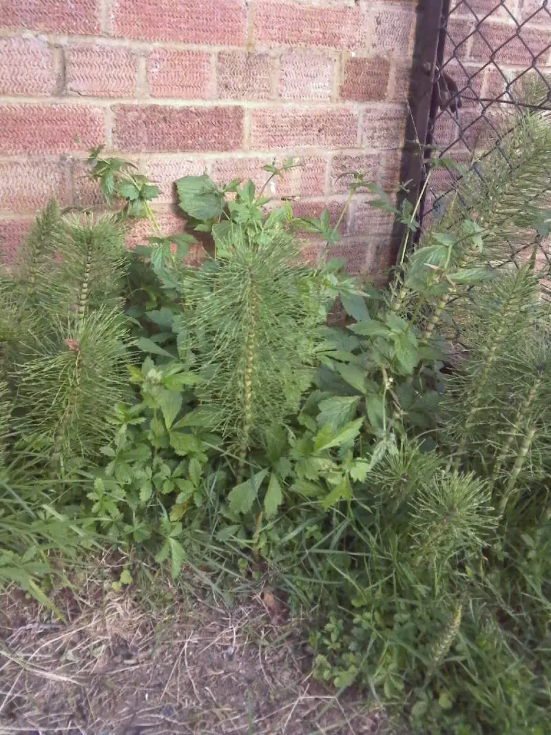 Strange grass or plant